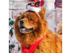 Adopt Chyna JuM a Chow Chow