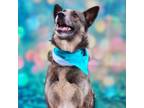 Adopt Kali JuM a Dutch Shepherd, German Shepherd Dog