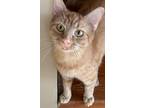 Adopt Oatmeal a American Shorthair