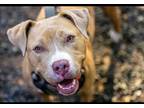 Adopt Honey Bee a American Staffordshire Terrier