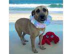 Adopt Tressa a Black Mouth Cur, Yellow Labrador Retriever