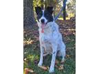 Adopt Stevie a Border Collie