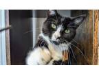 Adopt Penny a Domestic Short Hair