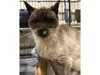 Adopt Rose a Siamese