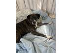 Adopt Bailey a Hound, Boxer