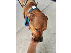 Adopt Lucy, I'm Home!! Part 3 a Boxer, Rhodesian Ridgeback