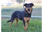 Adopt Nicole - Adoptable a Shepherd, Rottweiler