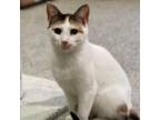 Adopt Patches 2 a Domestic Short Hair
