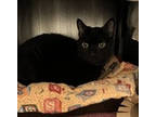 Adopt Raven a Domestic Short Hair