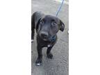 Adopt Taylor a Dachshund, Black Labrador Retriever