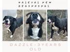 Adopt Dazzle a Mixed Breed