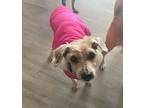 Adopt Maggie May a Poodle, Yorkshire Terrier