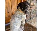 Adopt Jaya a German Shorthaired Pointer, Whippet