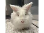 Adopt Amelia a Lionhead