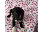 Adopt Wonderwoman a Boxer, Black Labrador Retriever