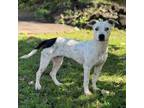 Adopt Aiko a Catahoula Leopard Dog, Terrier