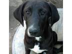 Adopt Hally a Labrador Retriever