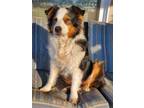 Adopt Sunny a Australian Shepherd