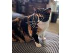 Adopt Mary a Calico