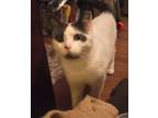 Adopt Maddie a Domestic Short Hair