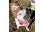 Adopt Isaiah a Pit Bull Terrier