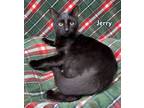 Adopt JERRY a American Shorthair