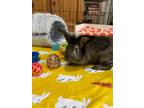 Adopt Joch a Silver, Lionhead