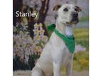 Adopt Stanley a Yellow Labrador Retriever