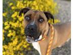Adopt RUSSELL a Boxer, Mixed Breed