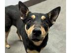 Adopt BRUCE a German Shepherd Dog