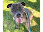 Adopt OSWALD a Pit Bull Terrier