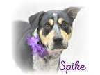 Adopt Spike a Australian Cattle Dog / Blue Heeler