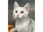 Adopt Marley a Domestic Short Hair