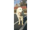 Adopt Jake a Great Pyrenees