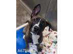 Adopt LILLIPUP a Pit Bull Terrier