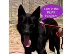 Adopt Titus a German Shepherd Dog