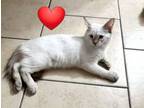 Adopt Kingsley a Siamese, Ragdoll