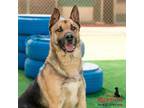 Adopt CLAY a German Shepherd Dog