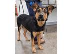 Adopt COLE a German Shepherd Dog, Mixed Breed