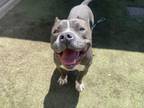 Adopt BENJI a Pit Bull Terrier