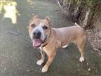 Adopt RUGBY a Pit Bull Terrier