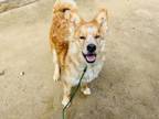 Adopt FREEMAN a Australian Shepherd, Mixed Breed