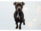 Adopt DON a Pit Bull Terrier