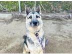 Adopt CASHES a German Shepherd Dog