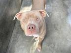 Adopt CONNOR a American Staffordshire Terrier