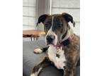 Adopt Rocky a Boxer, Mixed Breed