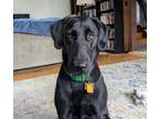 Adopt Tigger #3 a Black Labrador Retriever
