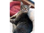 Adopt Pico a Tabby