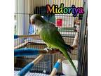 Adopt Midoriya a Quaker Parakeet