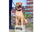 Adopt Bing a Terrier
